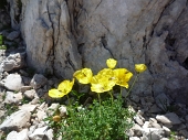 Immagini dalle ALPI GIULIE dal Friuli Venezia Giulia - fine agosto 2011 - FOTOGALLERY